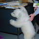 Illustration for article titled Orphaned Baby Polar Bear Talks To His Zookeeper